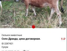 Продаётся коровы 🐮🐮