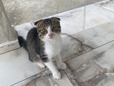 Отдам в добрые руки