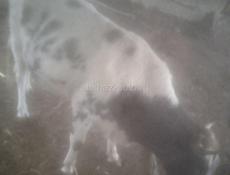 Продаётся бык 110 120килгравыи