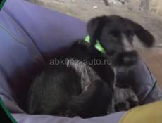 Пропала собака в ГОРОДЕ ГУДАУТА В РАЙОНЕ ВЗЛЕТКИ УВИДЕВШЕМУ ЗВОНИТЬ ПИСАТЬПО НОМЕРУ телефону +79409979333