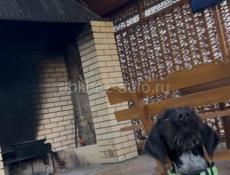 Пропала собака в ГОРОДЕ ГУДАУТА В РАЙОНЕ ВЗЛЕТКИ УВИДЕВШЕМУ ЗВОНИТЬ ПИСАТЬПО НОМЕРУ телефону +79409979333