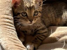 котята ищут дом.