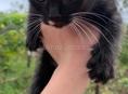 Отдаю котят в добрые руки 