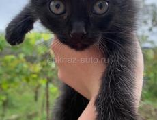 Отдаю котят в добрые руки 