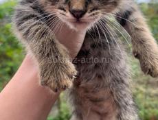 Отдаю котят в добрые руки 