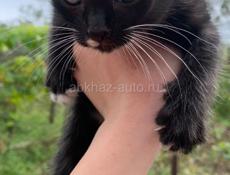 Отдаю котят в добрые руки 