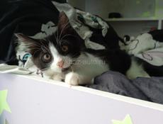 Котёнок