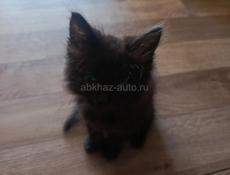 Отдам котят.