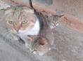 Отдам котят 