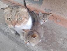 Отдам котят 