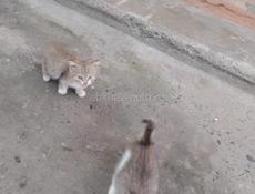 Отдам котят 