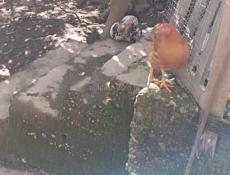 Продаются куры, петухи