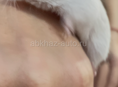 Мышки песчанки 