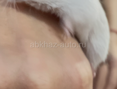 Мышки песчанки 