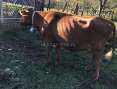 Продаю срочно