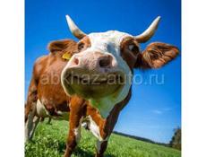 Продается скот 