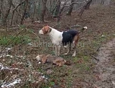 Пропала собака 