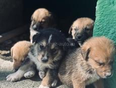 Щенки в добрые руки