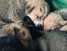 Щенки в добрые руки