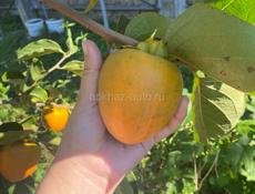 Продается хурма бычье сердце 