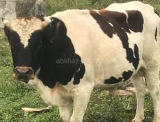 Бычок