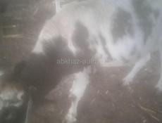 Продаётся бык 120 килограмм 