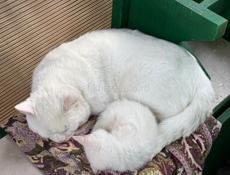 Отдам добрых котят