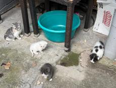 Отдам добрых котят
