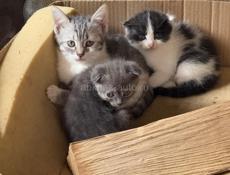Отдам добрых котят