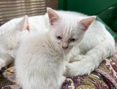 Отдам добрых котят