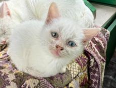 Отдам добрых котят