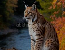 Куплю айфон 11 заблокированный 