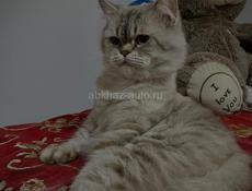 В добрые руки 