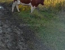 Продам тёлочку,ей неделя