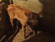 Продам тёлочку,ей неделя