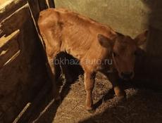 Продам тёлочку,ей неделя