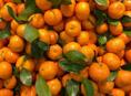 🍊🍊🍊🍊🍊 Скупаю мандарины оптом 