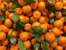 🍊🍊🍊🍊🍊 Скупаю мандарины оптом 