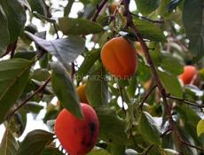 Продам хурму. 300 кг 