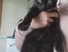 Кошки 