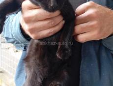Кошки 