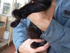 Кошки 