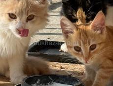 Рыжие котята в поисках семьи