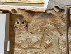 Рыжие котята в поисках семьи