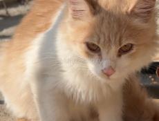 Рыжие котята в поисках семьи