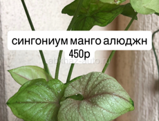 Комнатные цветы