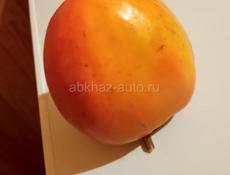 Продам хэурму бычи 