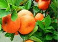Куплю сентябрьские мандарины.