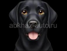 Потерялась собачка