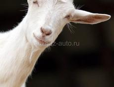 Козы 